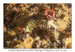 Colorful Hypselodoris