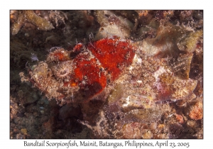 Bandtail Scorpionfish