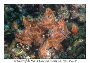 Painted Frogfish