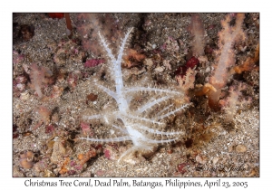 Christmas Tree Coral