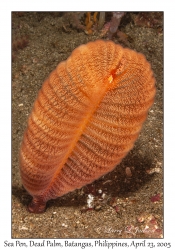 Sea Pen