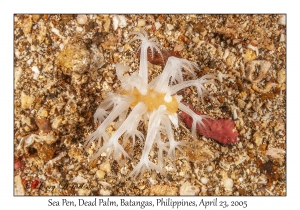 Sea Pen