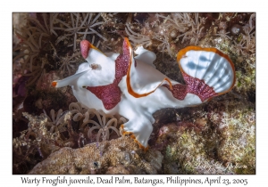 Warty Frogfish juvenile