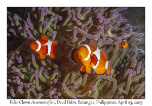 False Clown Anemonefish