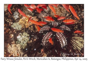 Fairy Wrasse females