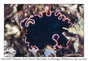 Hancock's Flatworm