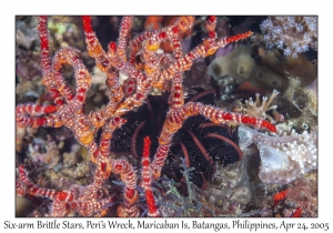 Six-arm Brittle Stars