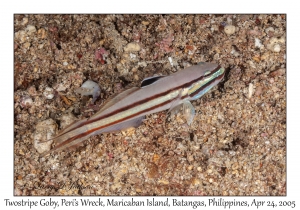 Twostripe Goby