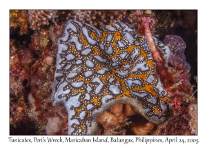 Tunicates