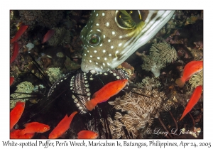 White-spotted Puffer