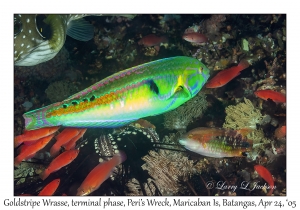 Goldstripe Wrasse