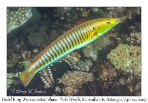 Pastel Ring Wrasse