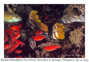 Blacklip Butterflyfish