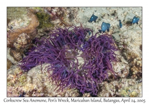 Corkscrew Sea Anemone