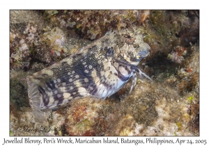 Jewelled Blenny