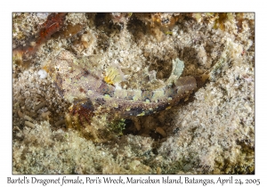 Bartel's Dragonet female