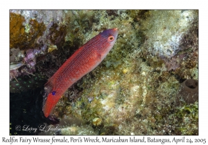 Redfin Fairy Wrasse female