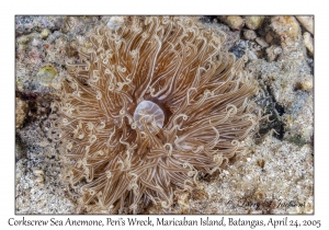 Corkscrew Sea Anemone