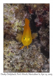 Dusky Dottyback