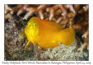 Dusky Dottyback