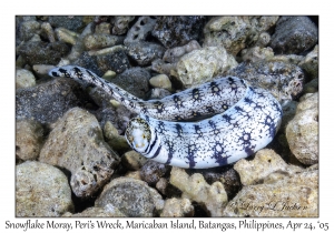 Snowflake Moray