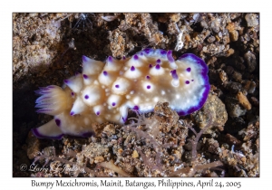 Bumpy Mexichromis