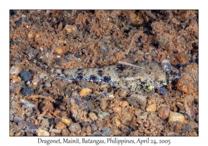 Dragonet