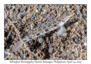 Yellowfoot Shrimpgoby