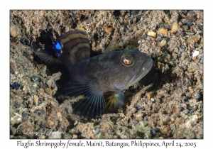 Flagfin Shrimpgoby female