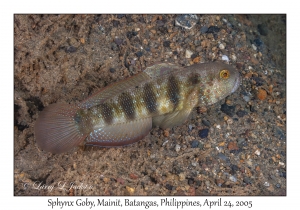 Sphynx Goby