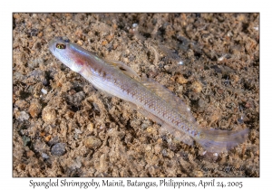 Spangled Shrimpgoby