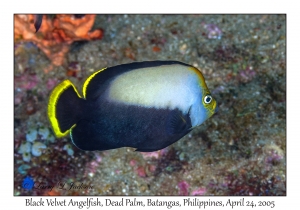 Black Velvet Angelfish