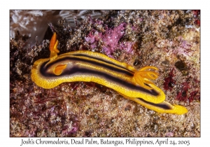 Josh's Chromodoris