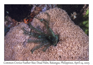 Common Crevice Feather Star