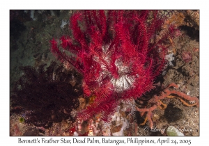 Bennett's Feather Star