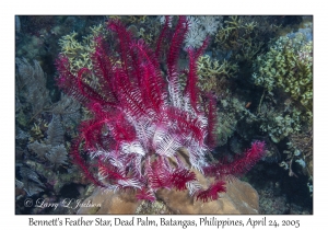 Bennett's Feather Star