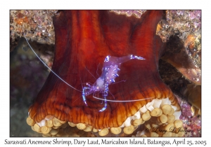 Sarasvati Anemone Shrimp