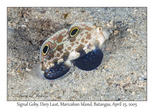 Signal Goby