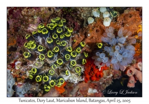 Tunicates