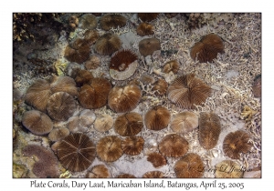 Plate Corals