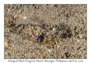 Orange & Black Dragonet