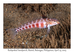 Redspotted Sandperch