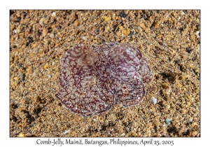 Comb-Jelly