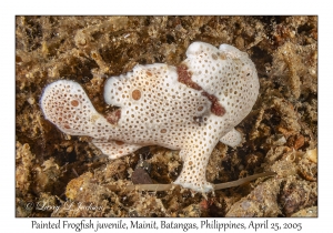 Painted Frogfish juvenile