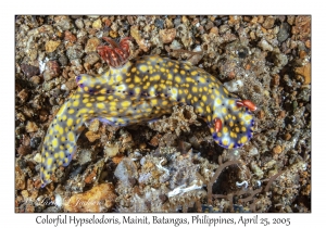 Colorful Hypselodoris