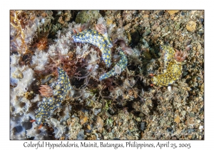 Colorful Hypselodoris