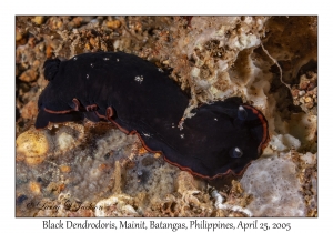 Black Dendrodoris