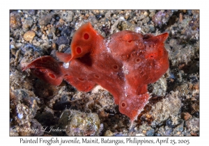 Painted Frogfish juvenile