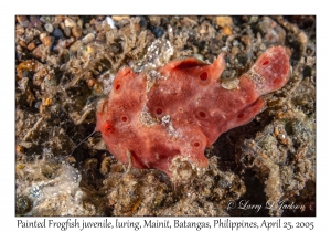 Painted Frogfish juvenile