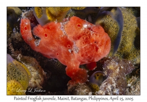 Painted Frogfish juvenile